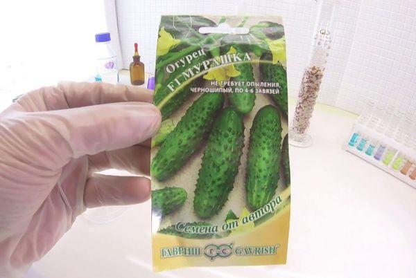 graines de concombre