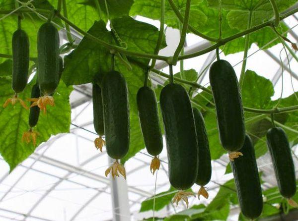 Cultiver des concombres
