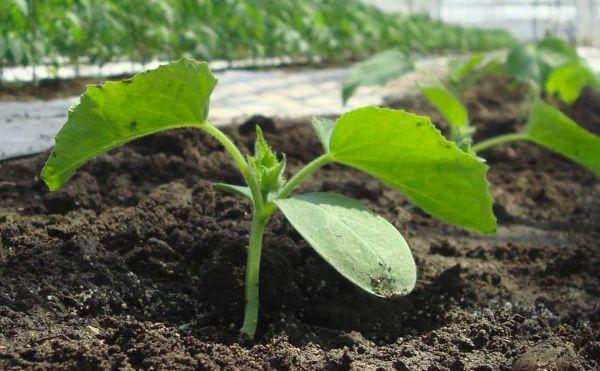 semis en pleine terre