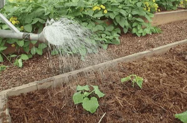 arroser les concombres