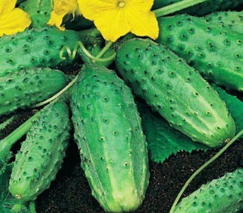 แตงกวาเนชิน