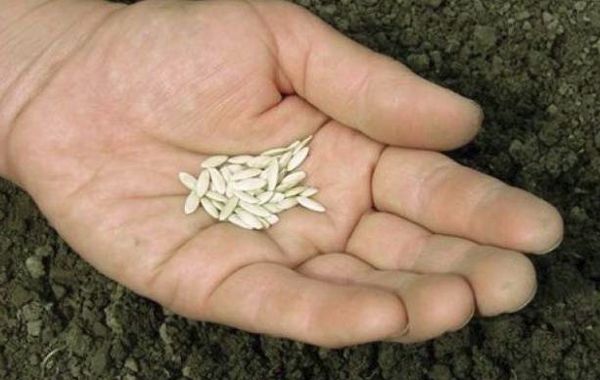 เมล็ดพันธุ์ในฝ่ามือของคุณ