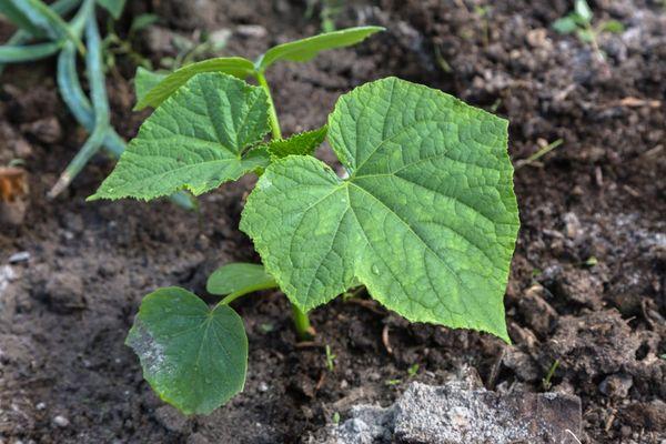 การดูแลแตงกวา