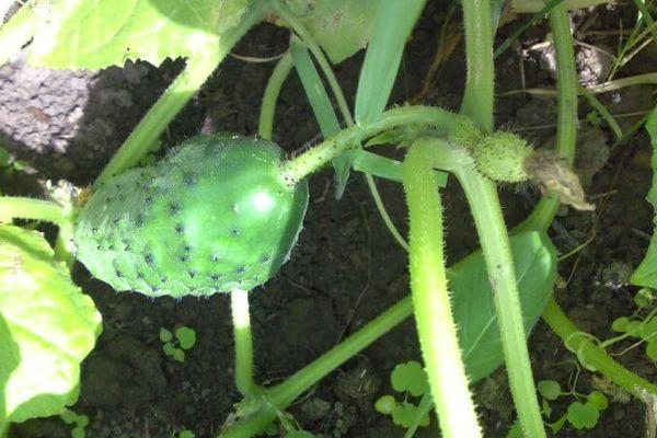 การปลูกแตงกวา