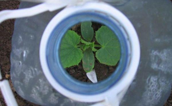 ต้นกล้าพร้อมขวด