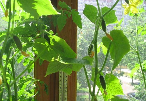 แตงกวาบนระเบียง