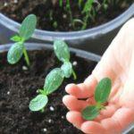 Concombres à partir de graines