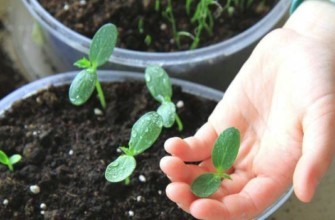 แตงกวาจากเมล็ด