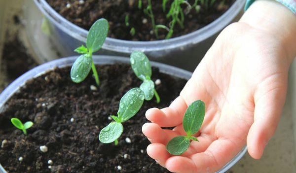 แตงกวาจากเมล็ด