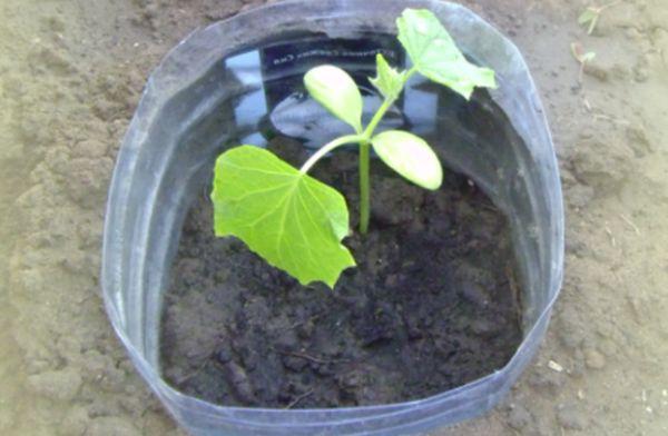 การปลูกแตงกวา