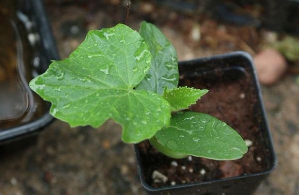 ต้นกล้าแตงกวา