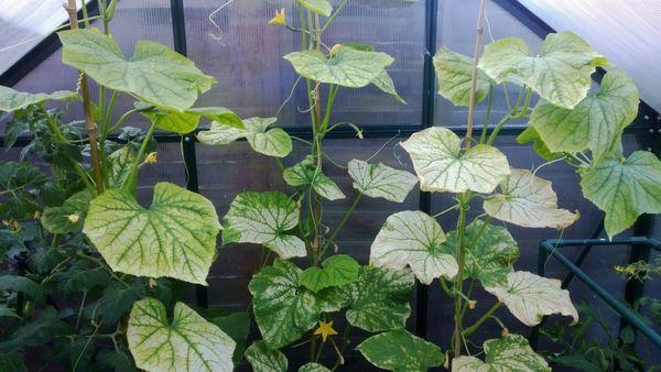 พุ่มไม้รัด