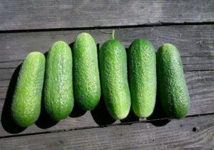 ลักษณะและลักษณะของแตงกวาพันธุ์ Adam F1 การก่อตัวและการเพาะปลูก