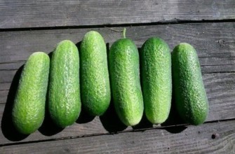 แตงกวาอดัม F1