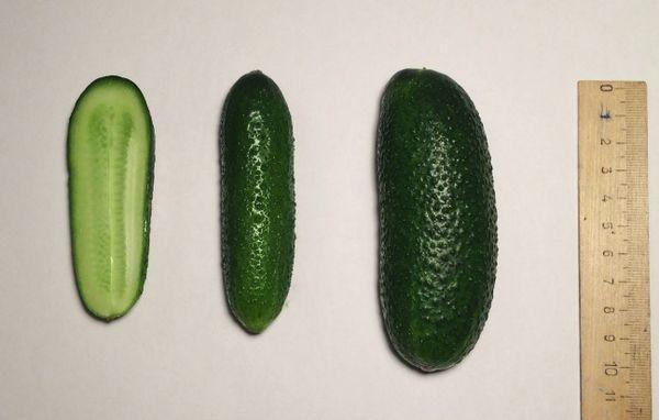 ไฮบริด อดัม F1