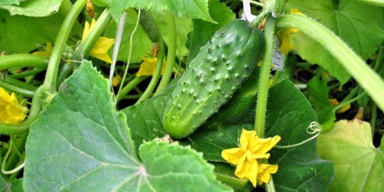 mosaïque sur concombres