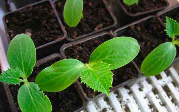 Semis dans un conteneur