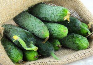 พันธุ์แตงกวาที่ดีที่สุดสำหรับพื้นที่เปิดโล่งในภูมิภาคมอสโกและการเพาะปลูก