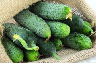 แตงกวาแอตแลนติส