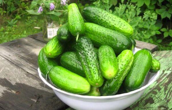 Concombres parthénocarpiques