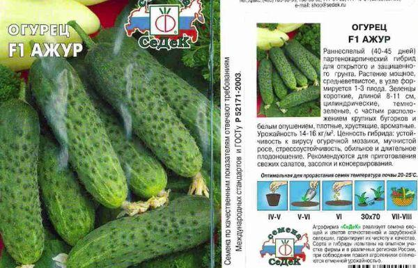 concombre Azhur F1