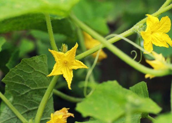 แตงกวาออกดอก