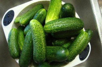 แตงกวาลูกผสม