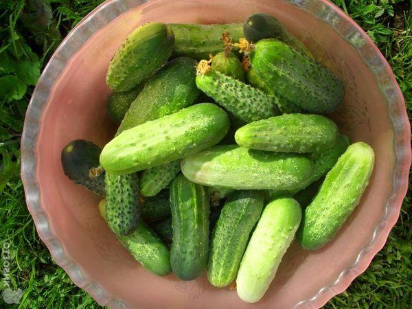 ชามแตงกวา