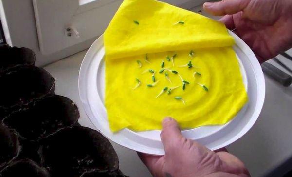 แตงกวาจากเมล็ด