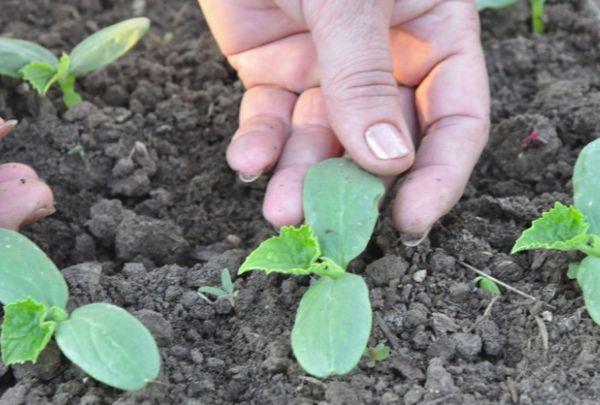 ต้นกล้าแตงกวา