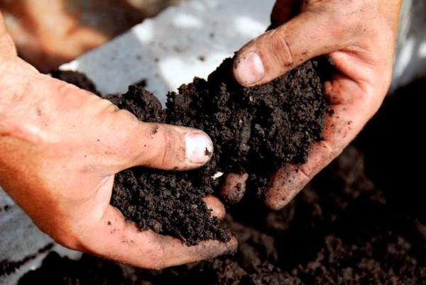 ดินสำหรับปลูกผัก
