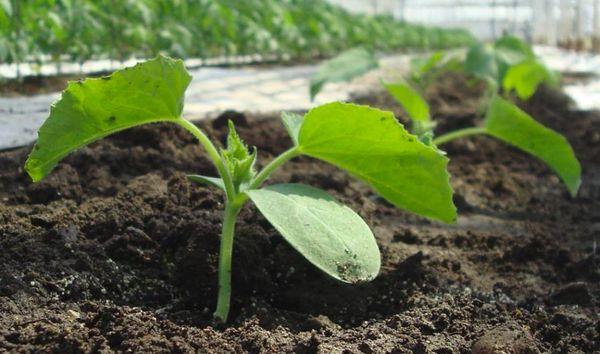 การคลายดิน