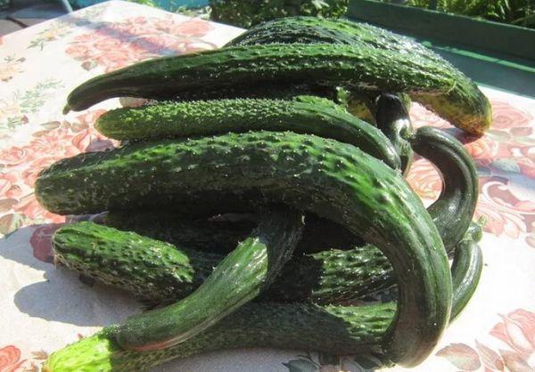 แตงกวาสุก