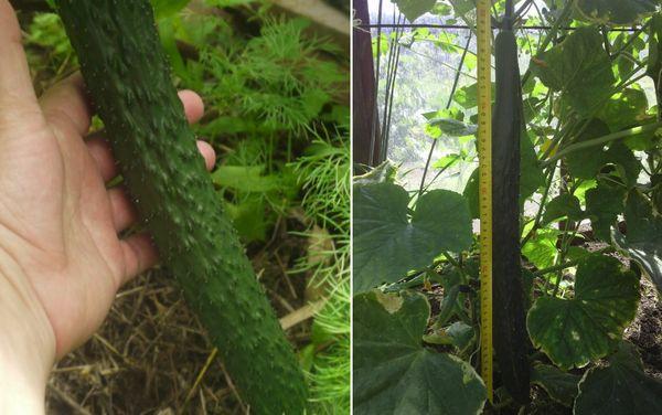 แตงกวาในโรงเรือน