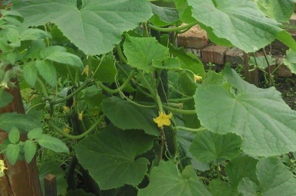 ต้นแตงกวา