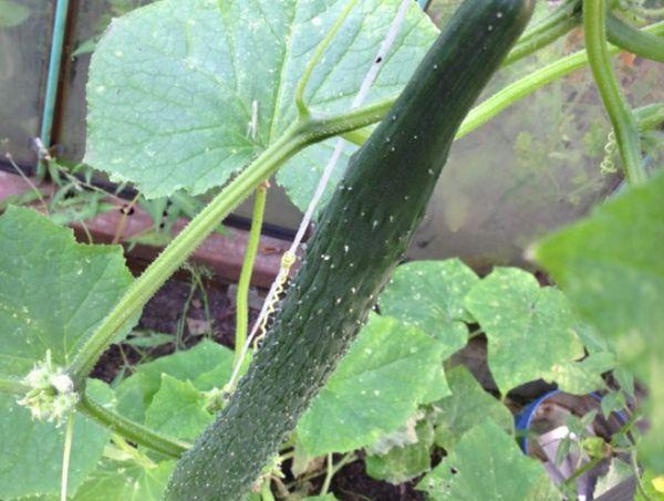 การเจริญเติบโตในสวน