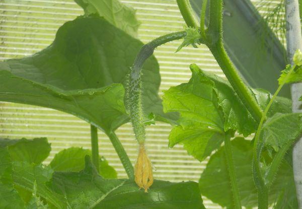 การปลูกพืชแบบผสม