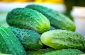 แตงกวาสด