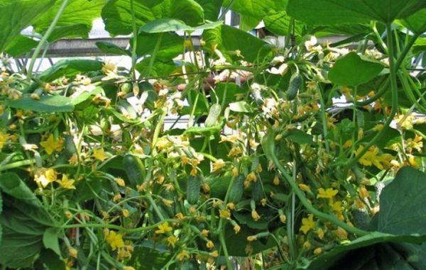 การปลูกแตงกวา