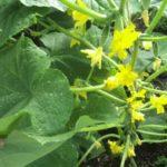 พวงมาลัยไซบีเรีย