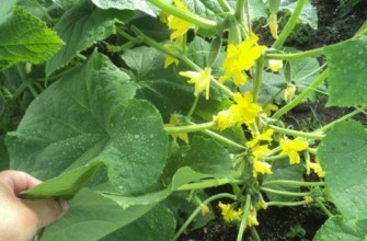 พวงมาลัยไซบีเรีย