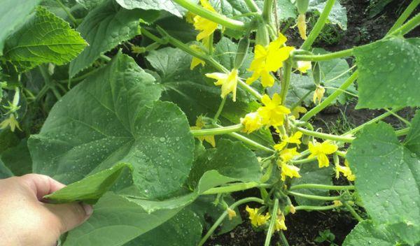 พวงมาลัยไซบีเรีย