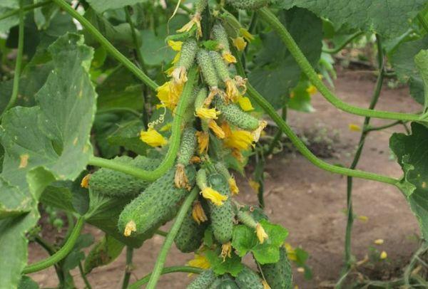 ไซบีเรียนไฮบริด