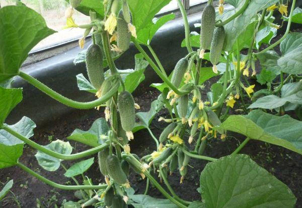 แตงกวาไซบีเรีย