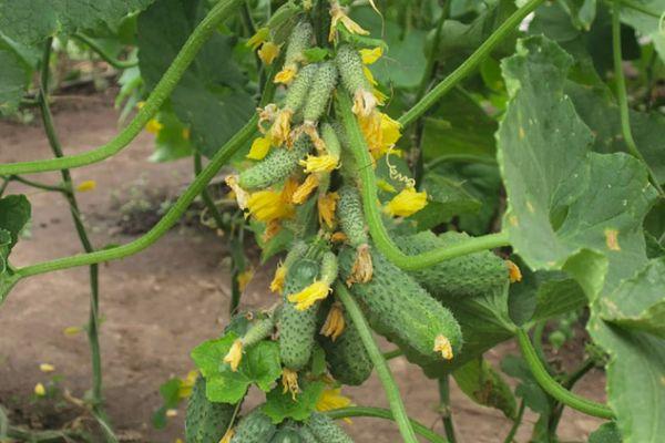 แตงกวาไซบีเรีย