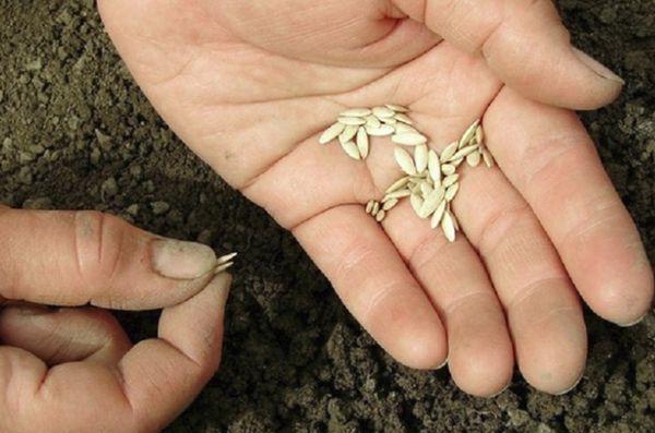 การปลูกแตงกวา