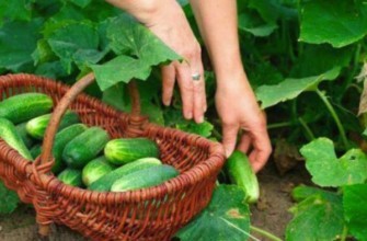 ตะกร้าแตงกวา