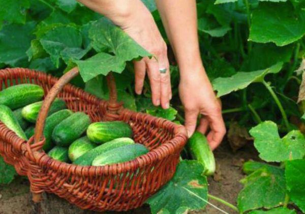 Panier de concombres