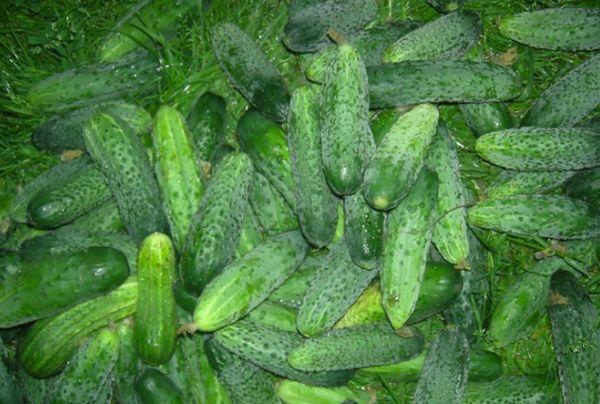 Concombres fructueux