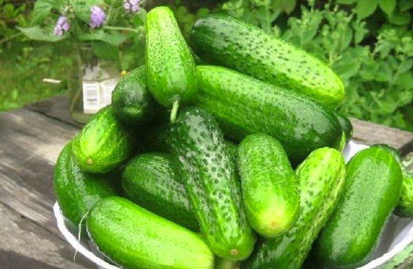 Concombres mûrs